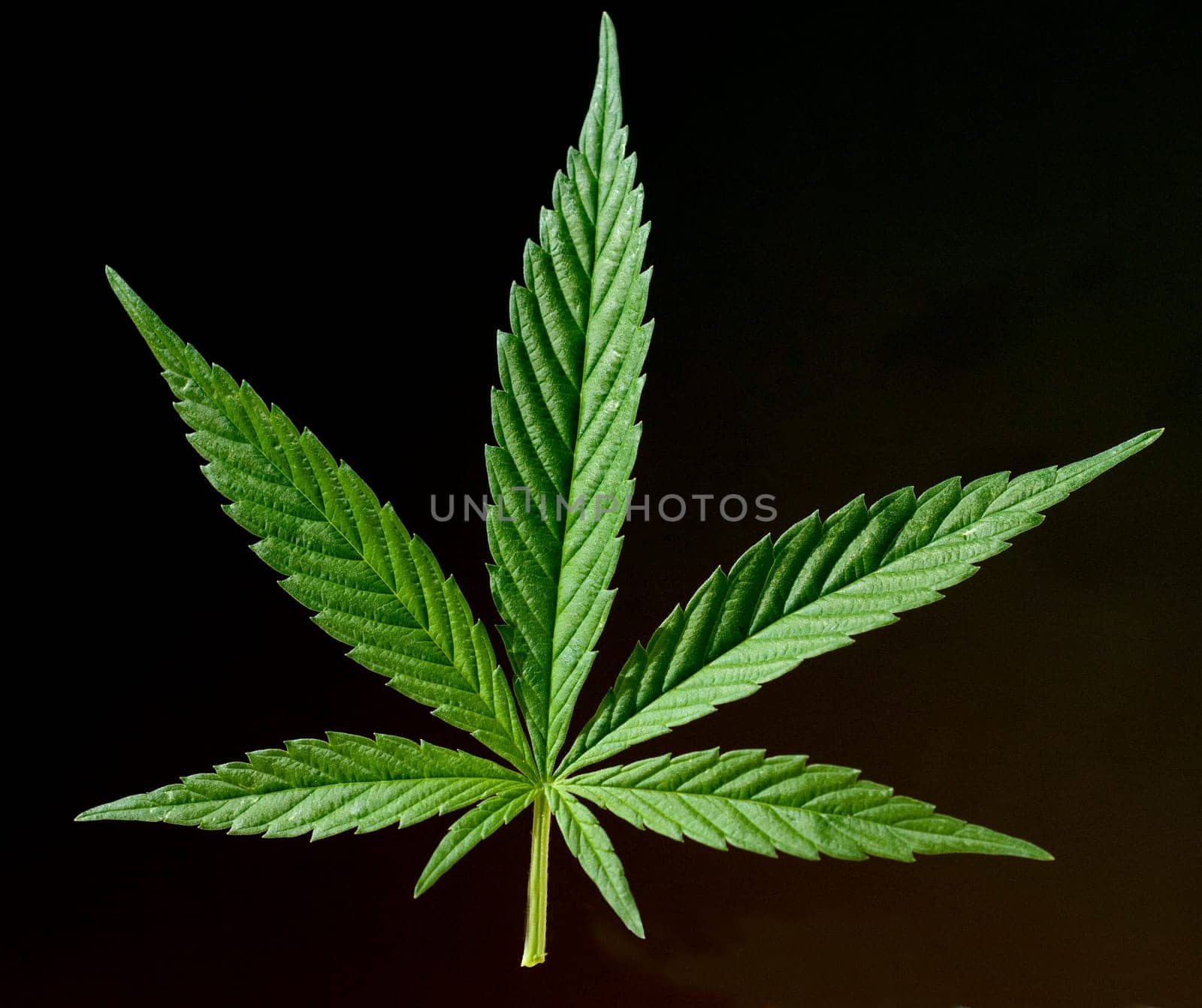 hanf, cannabis, sativa, Hanfblaetter