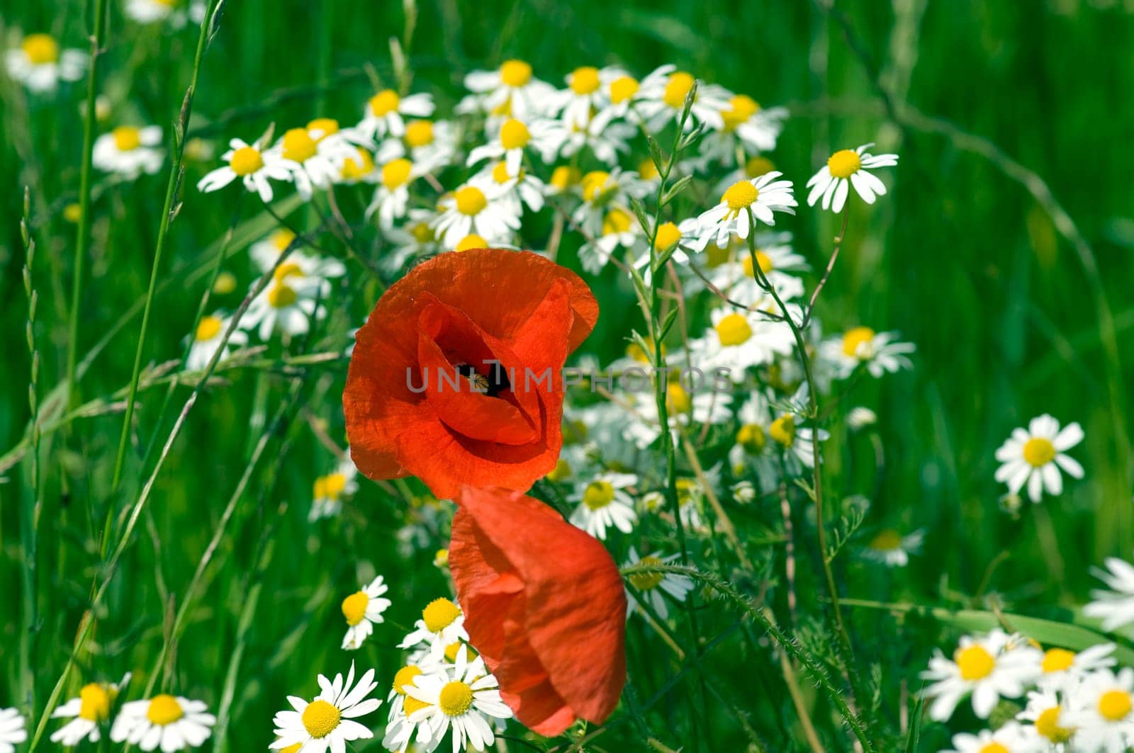 Klatschmohn  Papaver, rhoeas  Kamille