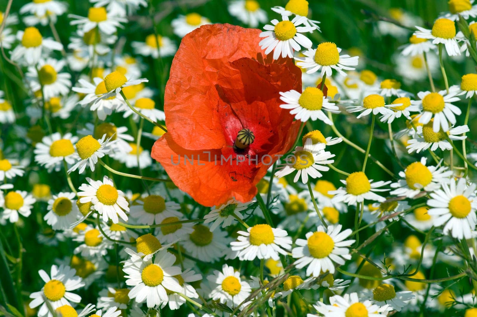 Klatschmohn  Papaver, rhoeas  Kamille