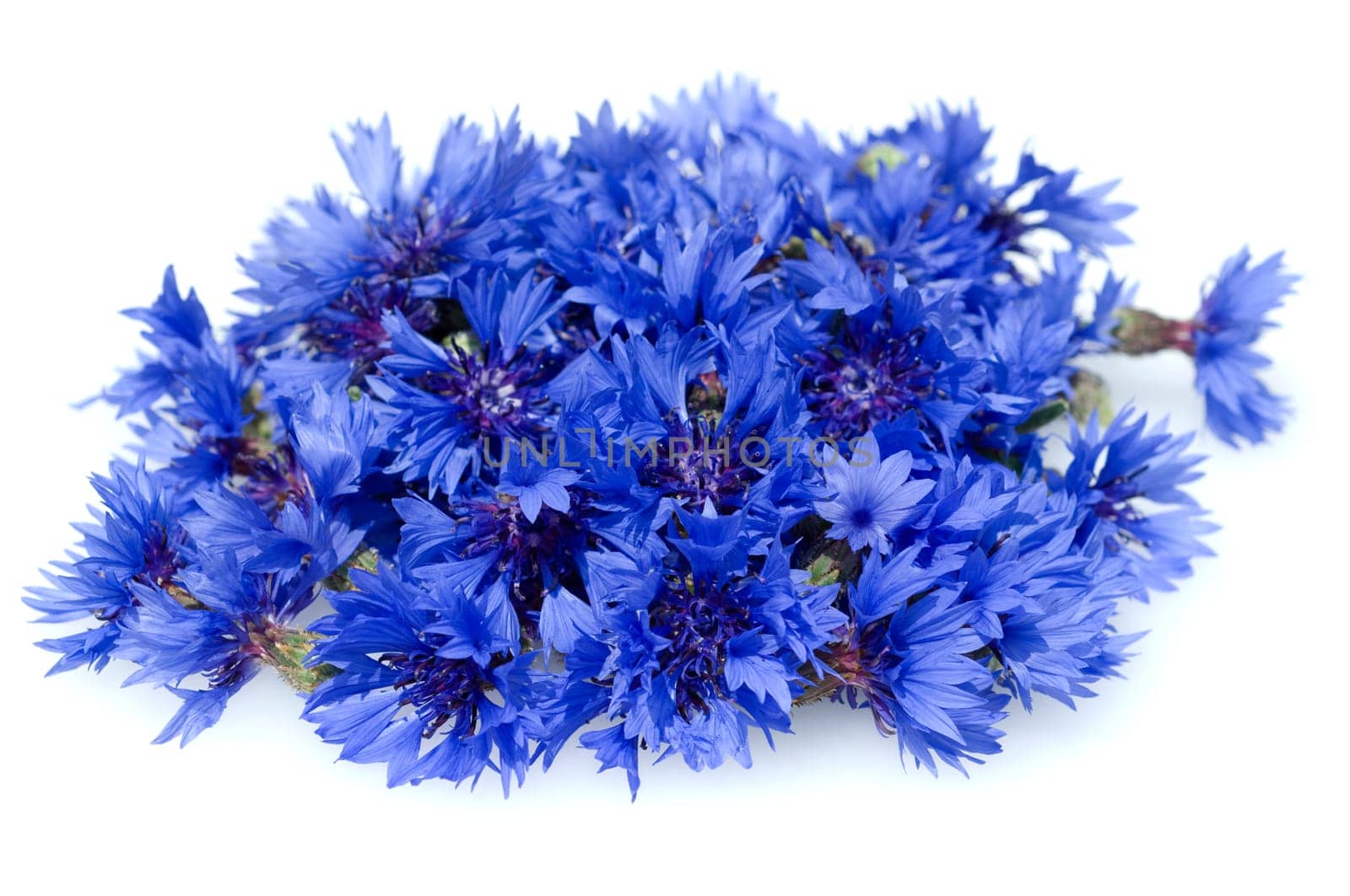 Kornblume  Centaurea  cyanus  Ackerpflanzen  Kornblumen