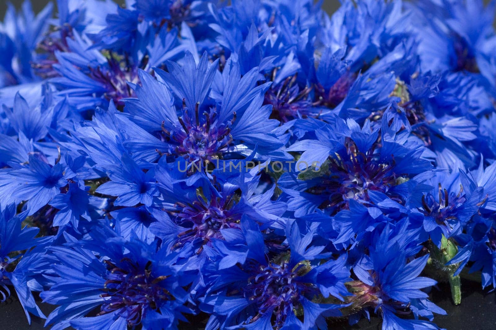 Kornblume  Centaurea  cyanus  Ackerpflanzen  Kornblumen