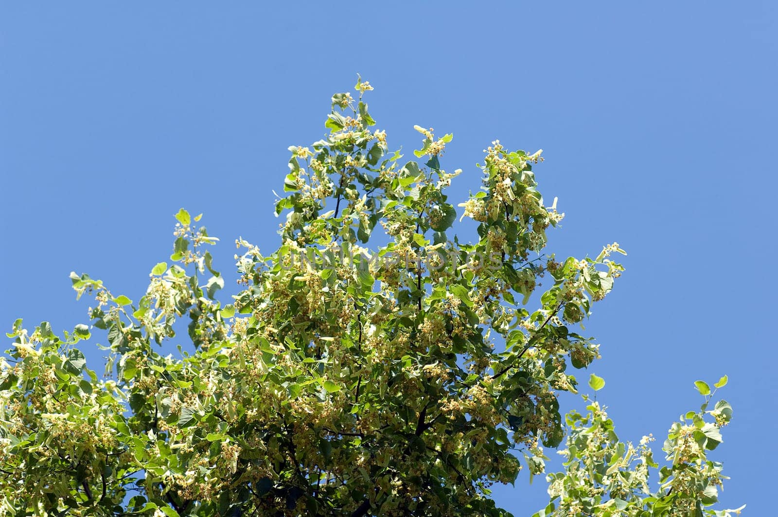 Lindenblueten  Tilia platyphyllos