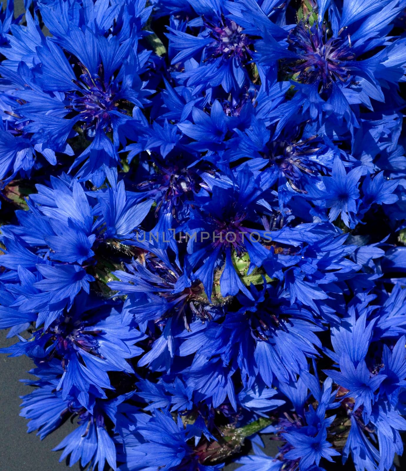 Kornblume  Centaurea  cyanus  Ackerpflanzen  Kornblumen