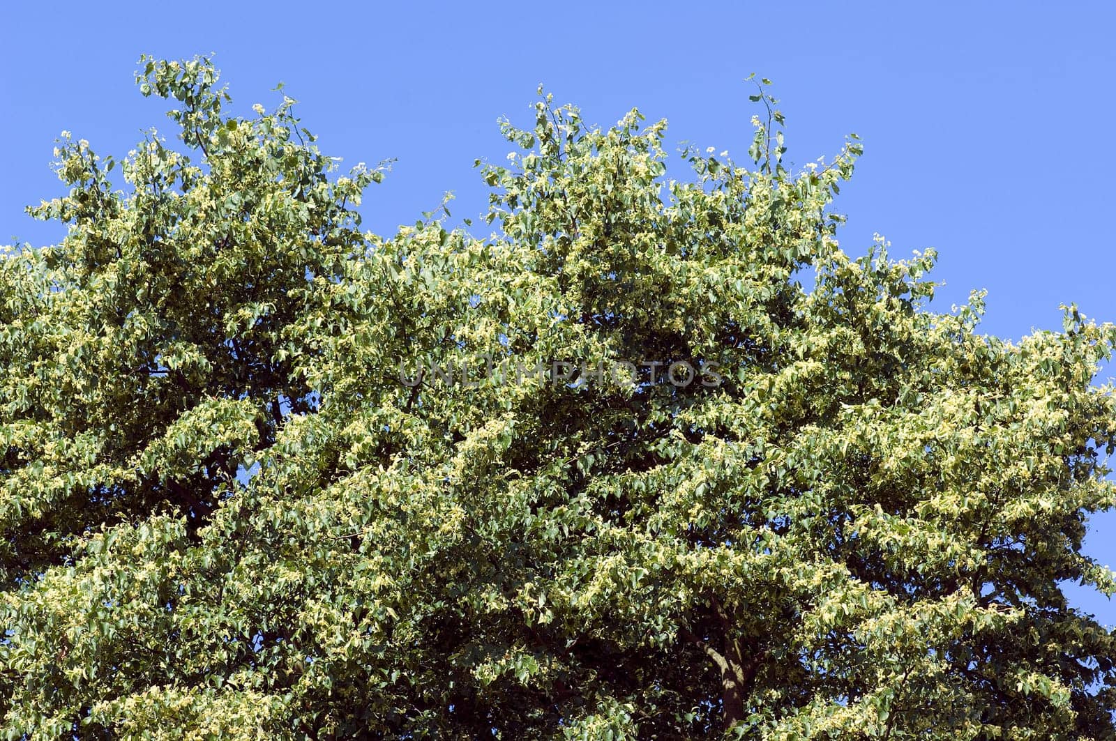 Winterlinde  Lindenblatt  Tilia Cordata