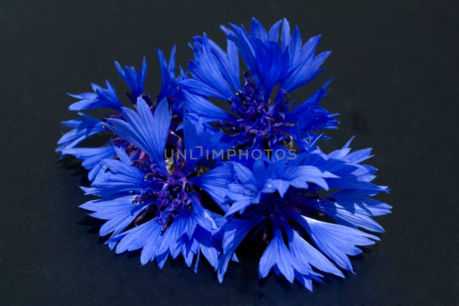 Kornblume  Centaurea  cyanus  Ackerpflanzen  Kornblumen
