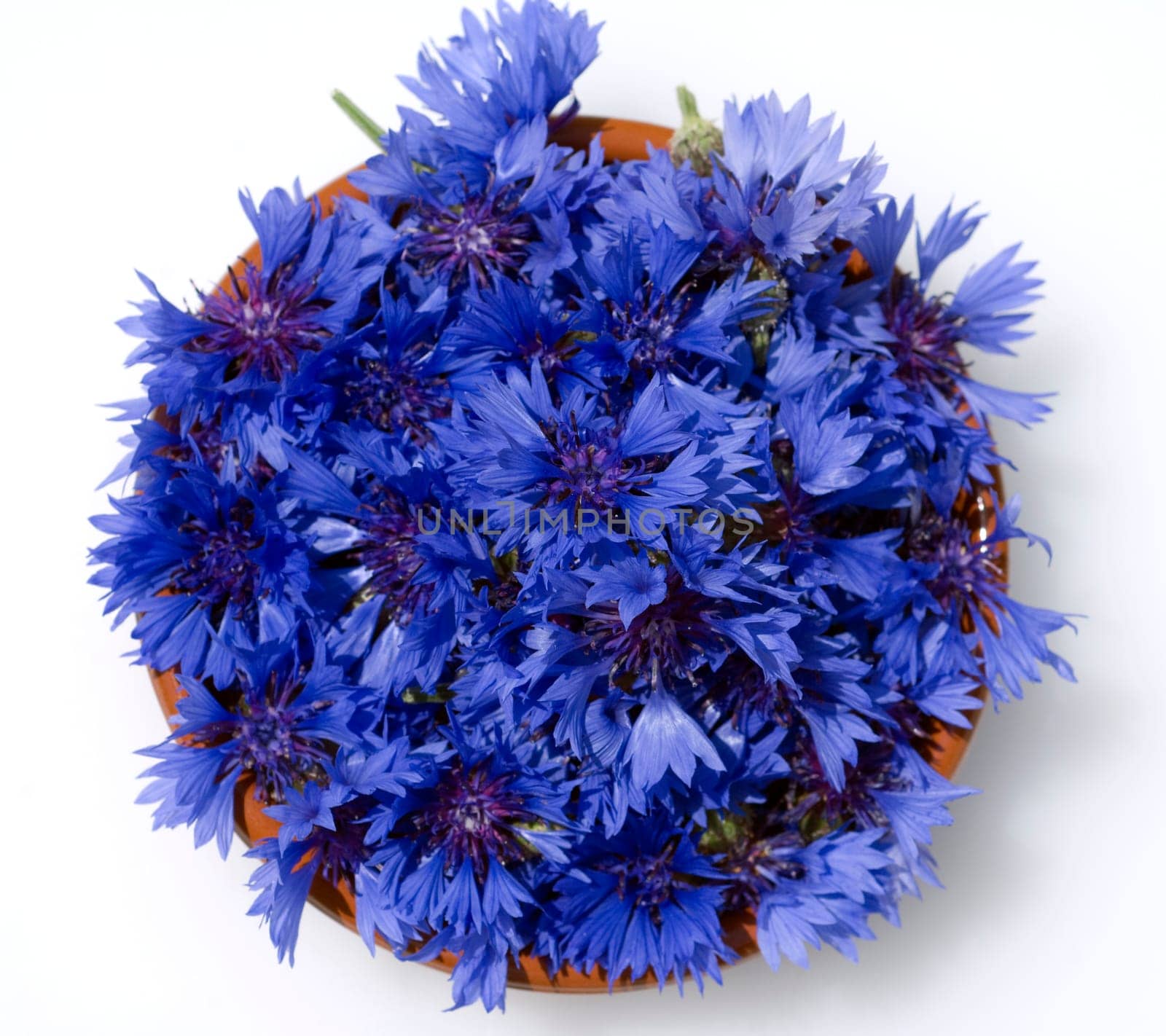 Kornblume  Centaurea  cyanus  Ackerpflanzen  Kornblumen