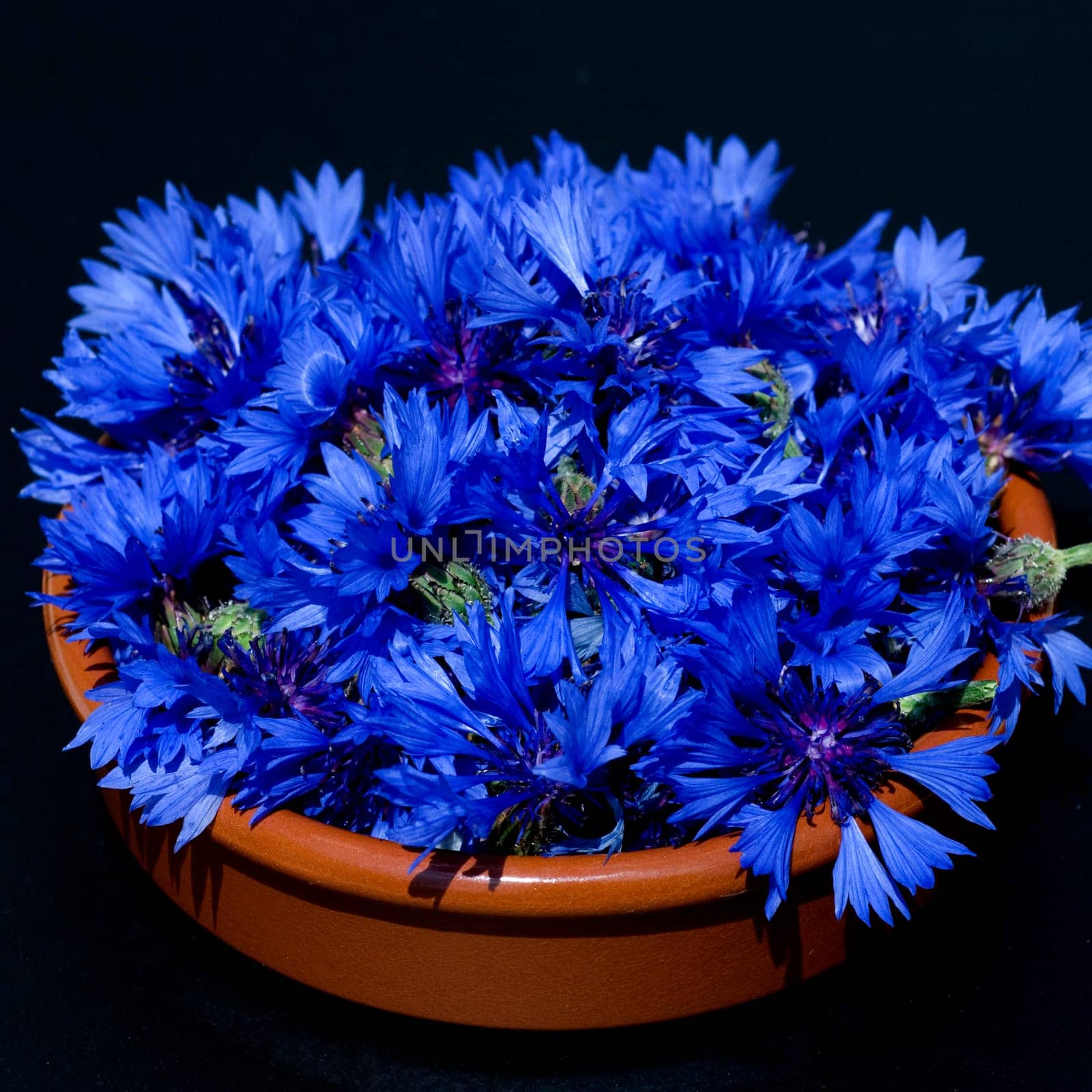 Kornblume  Centaurea  cyanus  Ackerpflanzen  Kornblumen