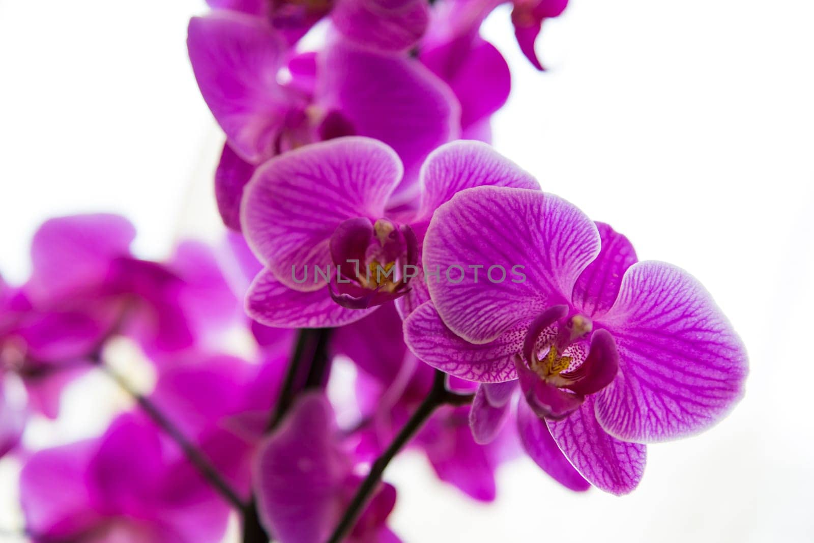Close up view of a purple orchid on white background