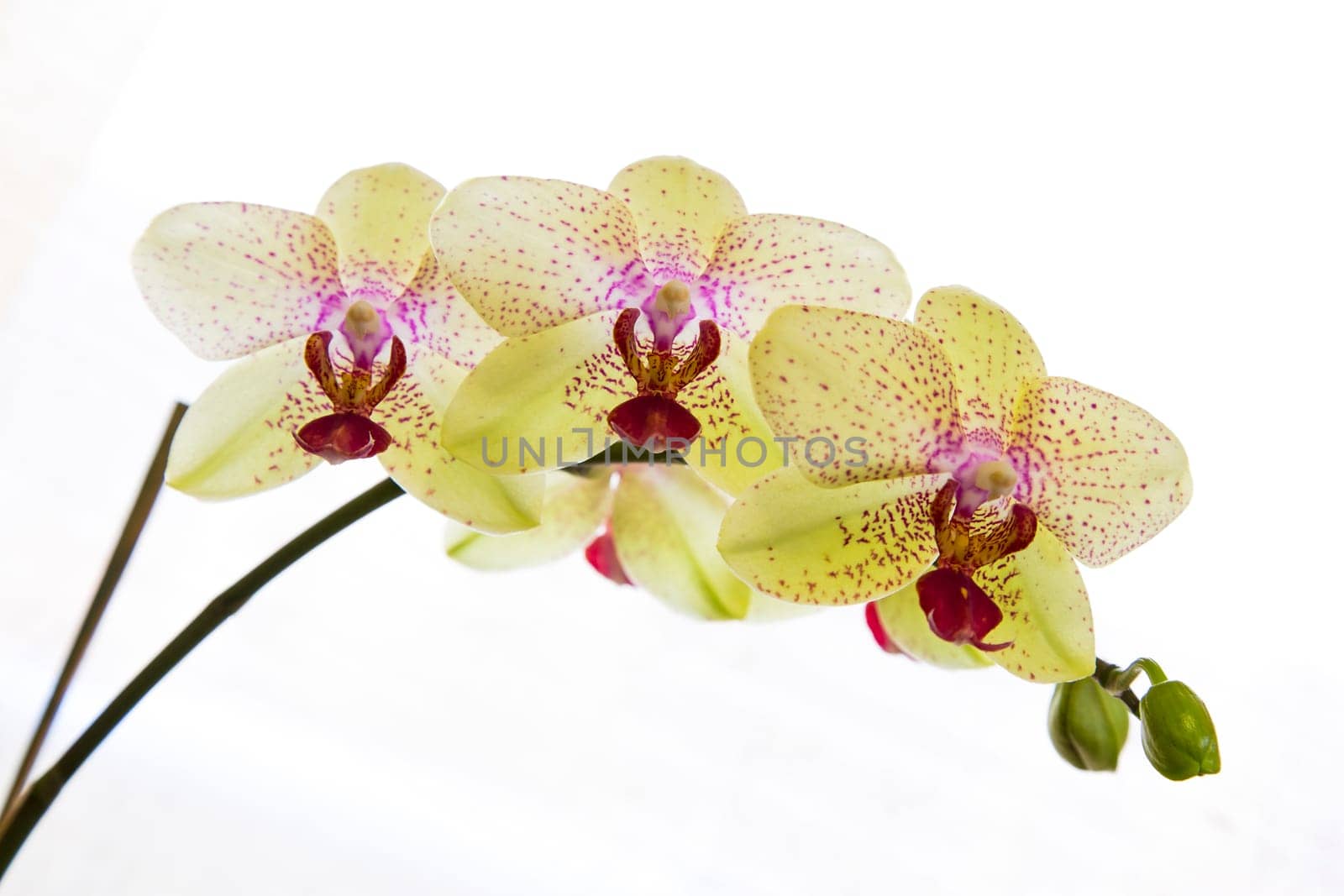Close up view of orchid on white background