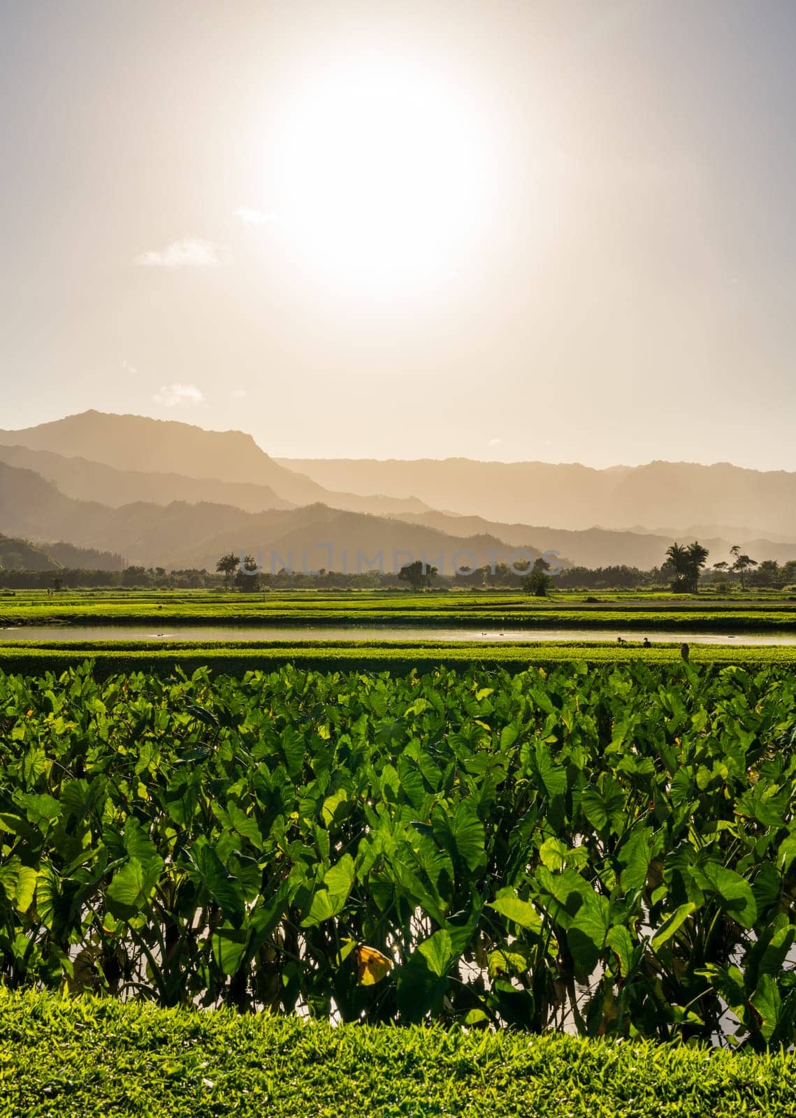 Lush taro fields bask in the sun near Hanalei on Kauai's north shore, framed by verdant mountains and clear skies. Tranquil agricultural scene