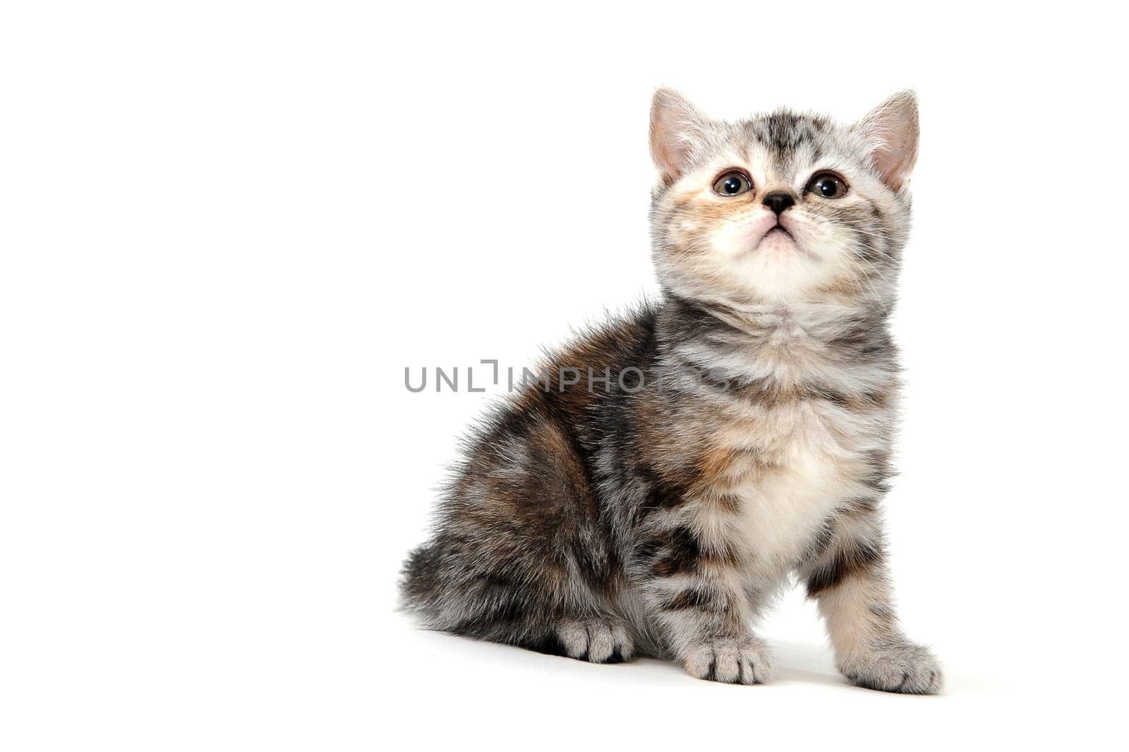 Fluffy purebred gray kitten on a white isolated background. High quality photo