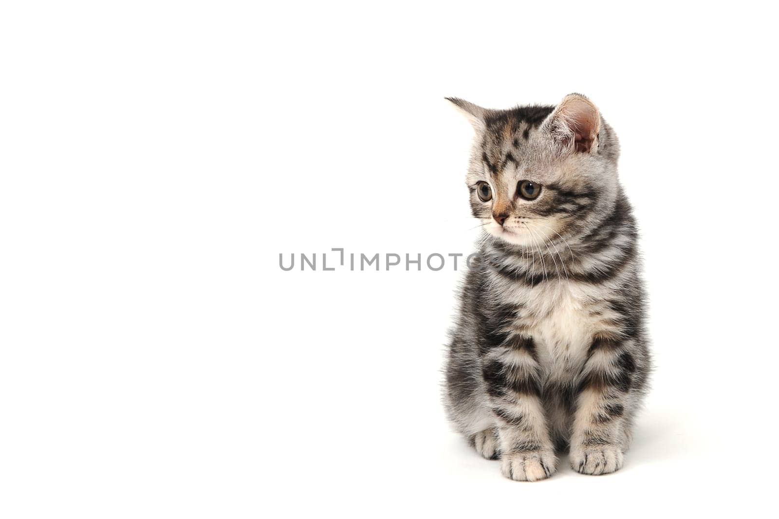 Fluffy purebred gray kitten on a white isolated background. High quality photo