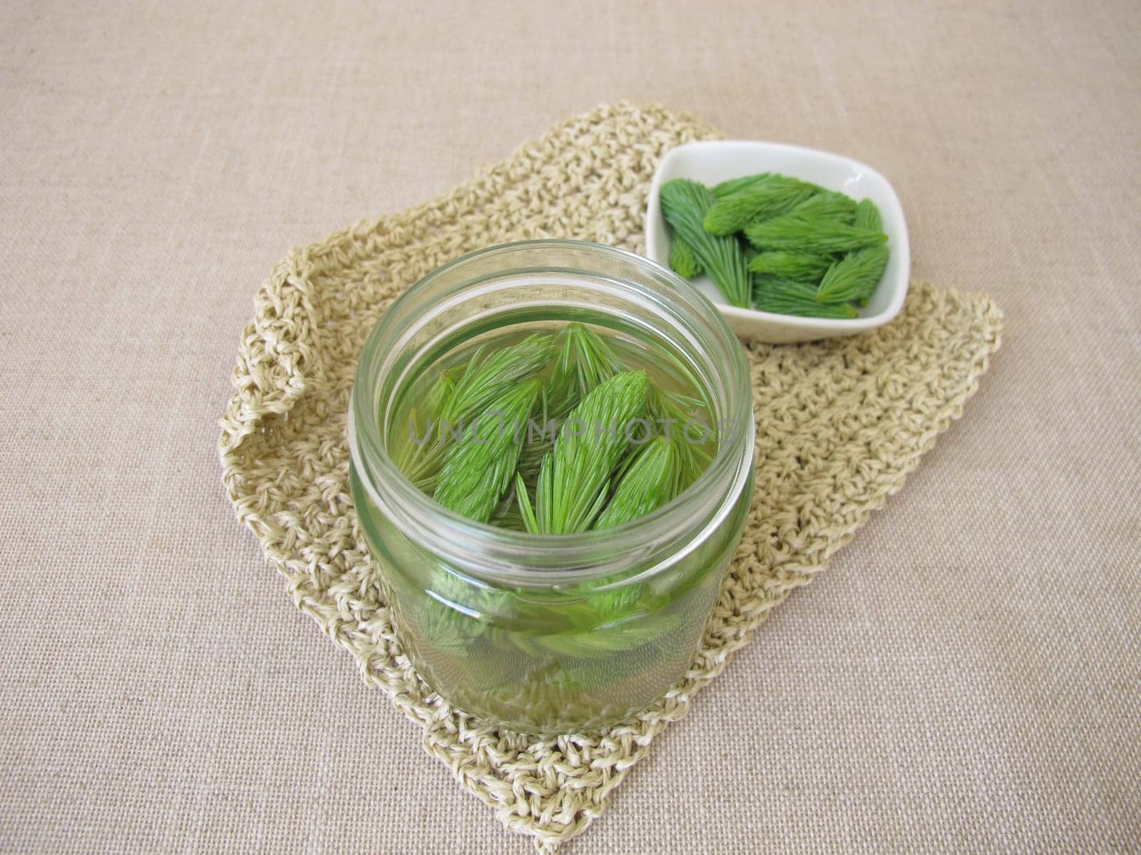 Spruce tips syrup, cold medicine with fresh shoots from tree