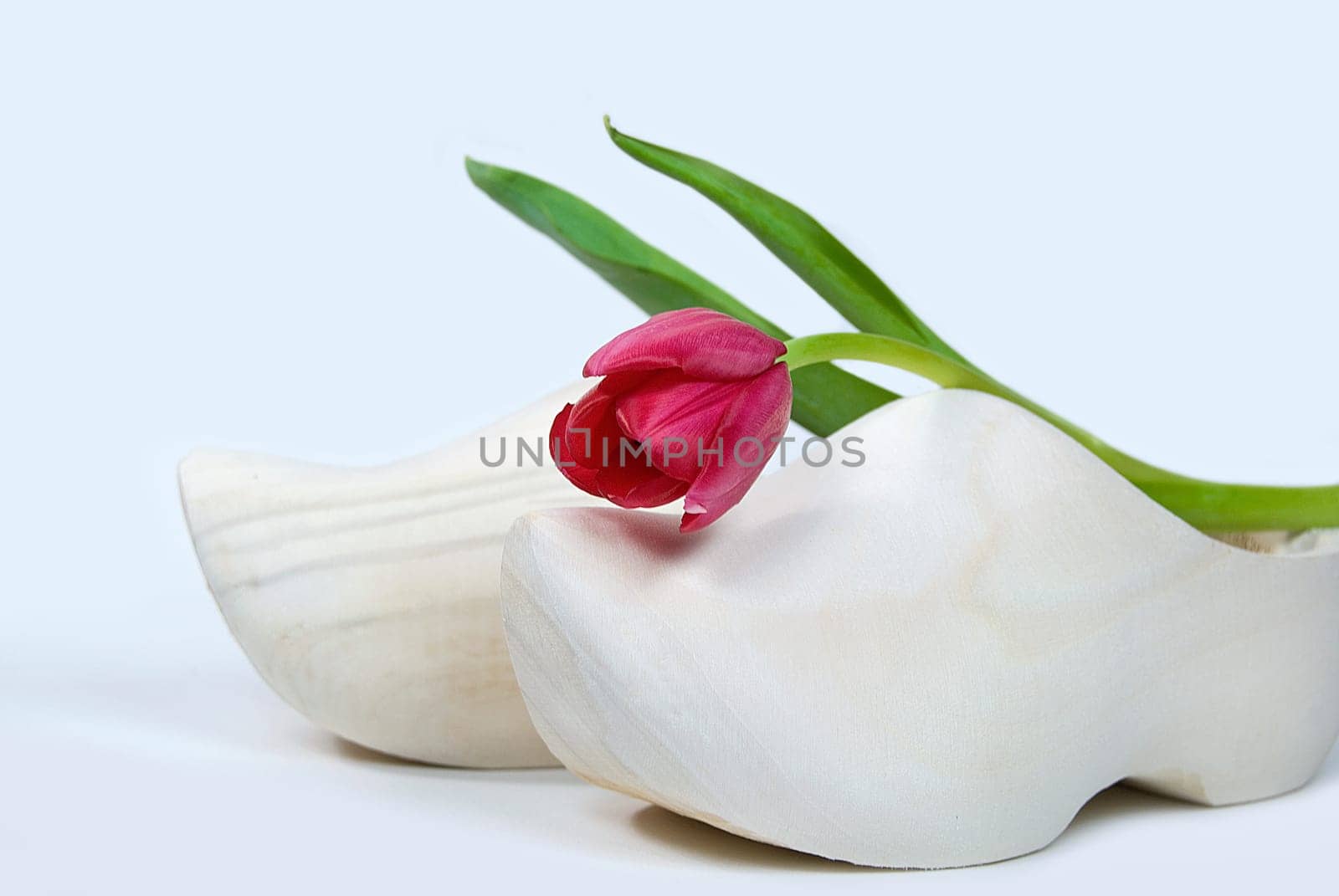 Single red tulip on a wooden shoe.