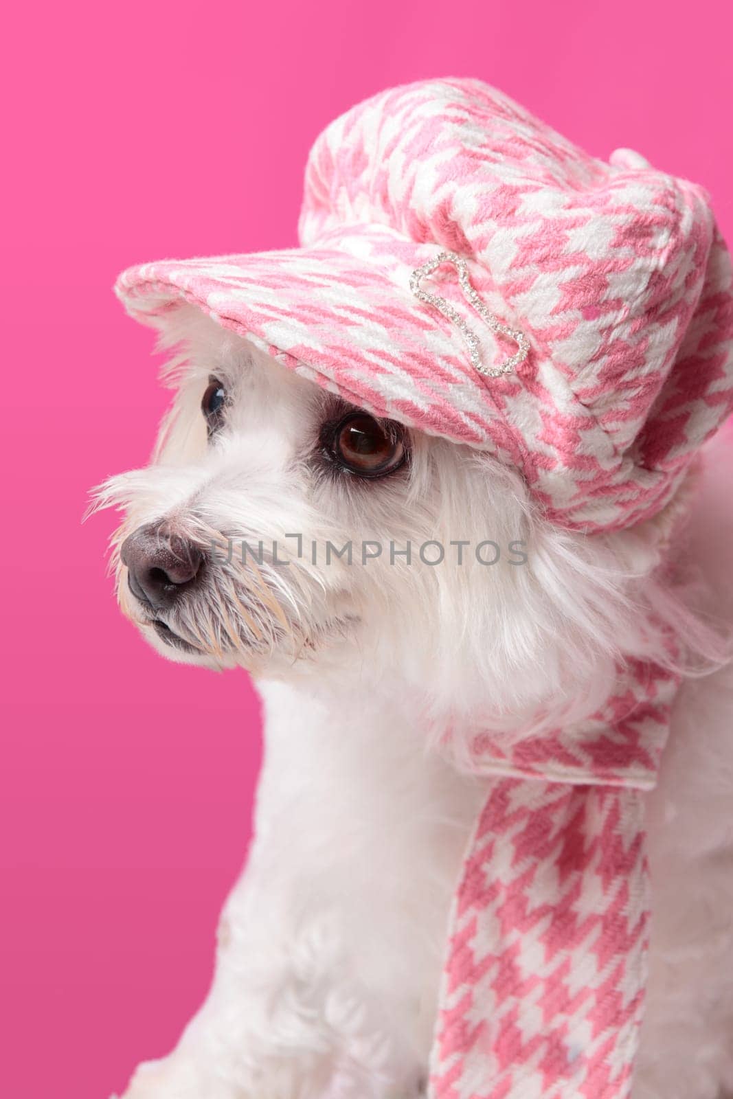 Beautiful pampered dog wearing trendy doggy fashion matching hat and scarf.