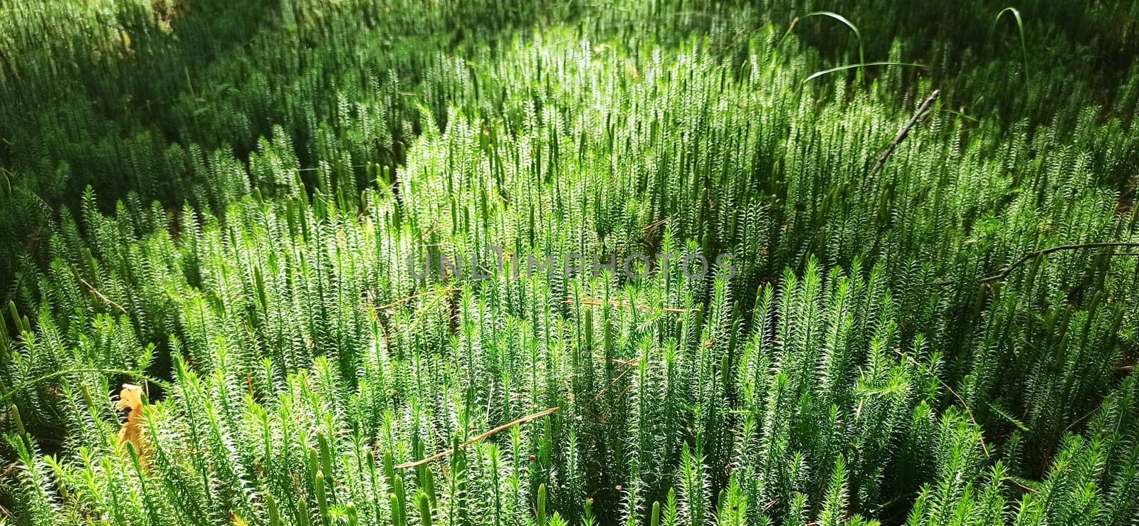 Forest plant. cypress-leaved plait moss closeup. Hypnum cupressiforme. Hypnum cupressiforme growing in forest. Hypnum cupressiforme in sunny day in wood. beautiful moss sunlit