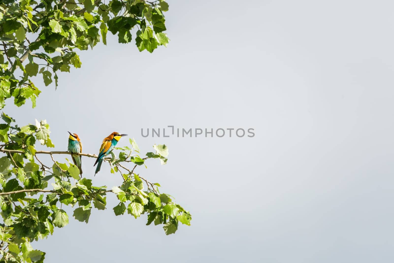 European bee-eater ( Merops apiaster ) is sitting on a twig