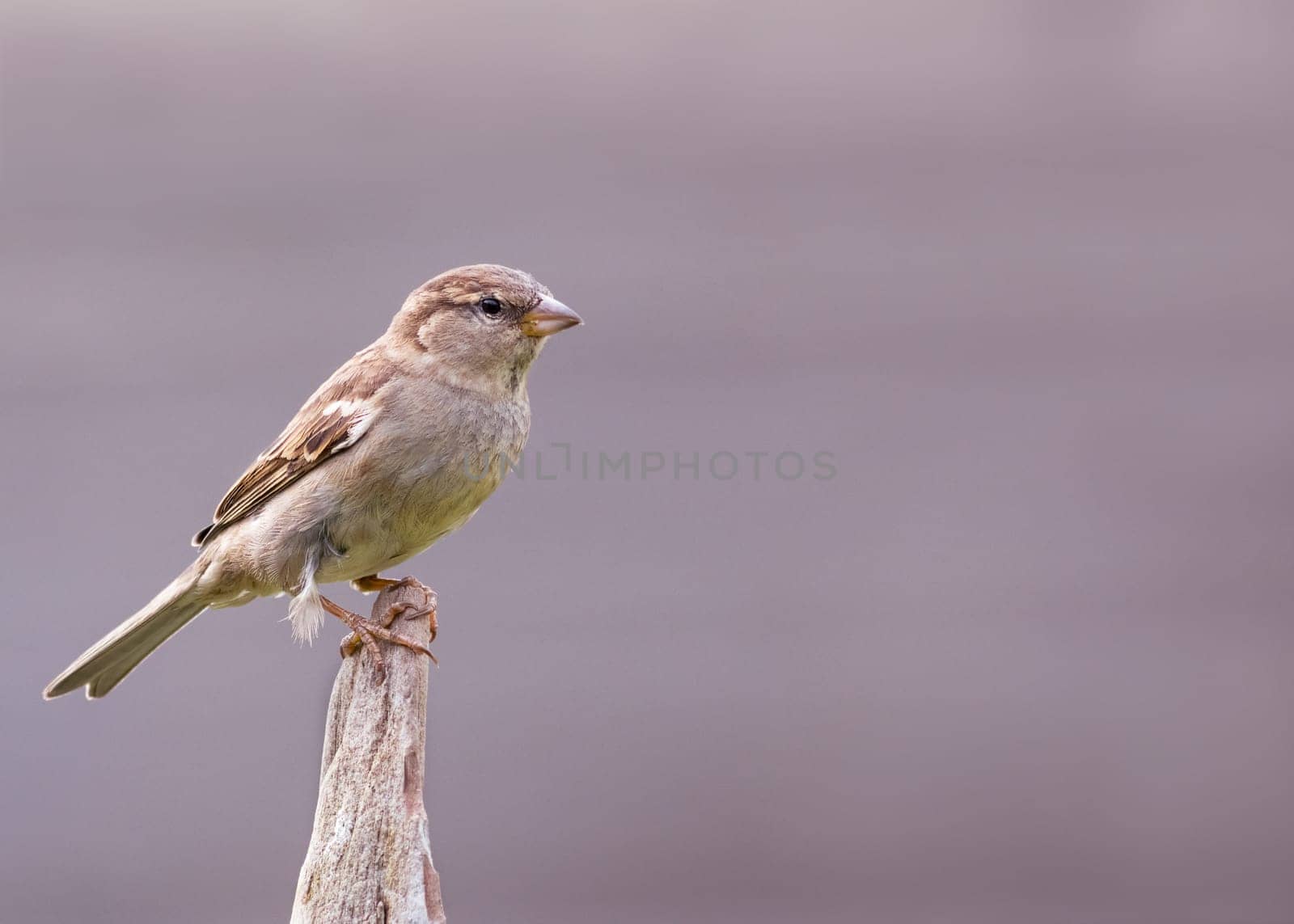 Close up of a house sparrow (Passer domesticus) perching on a wooden post
