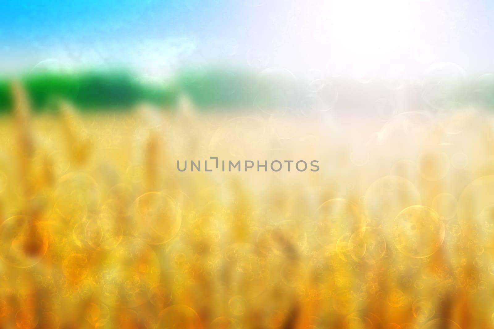 Abstract fresh vivid bright spring or summer landscape texture with natural golden yellow field, green forest and a blue bright sunny sky. Beautiful background with copy space.