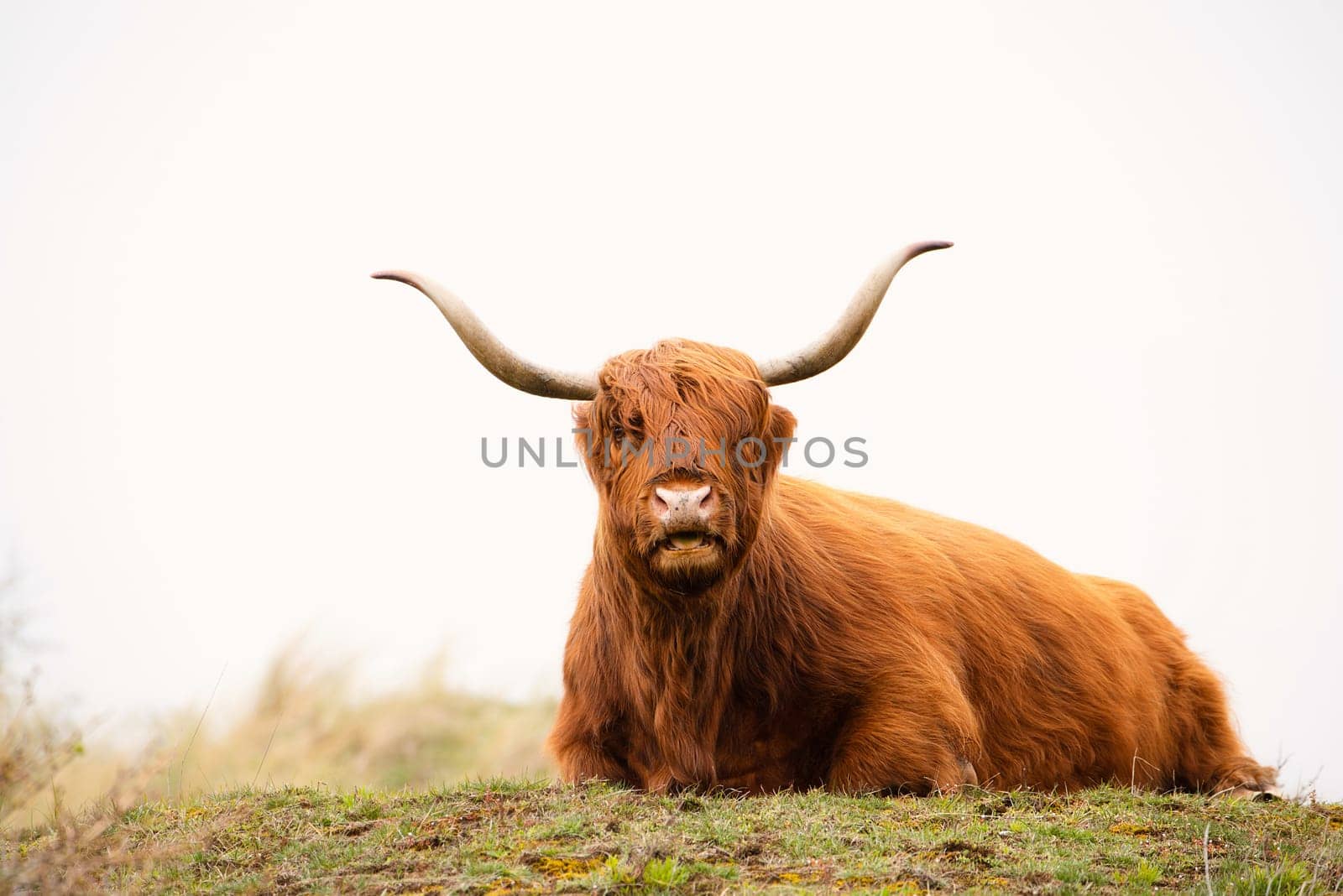 Scottish highland cattle, cow in the countryside, bull with horns on a pasture, ginger shaggy coat