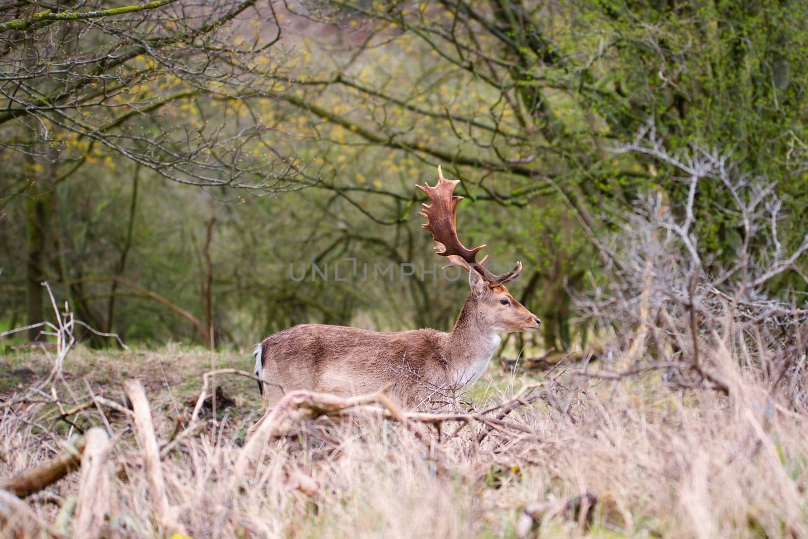 Red deer stag with antlers in spring, forest of Amsterdamse Waterleidingduinen in the Netherlands, wildlife in the woodland