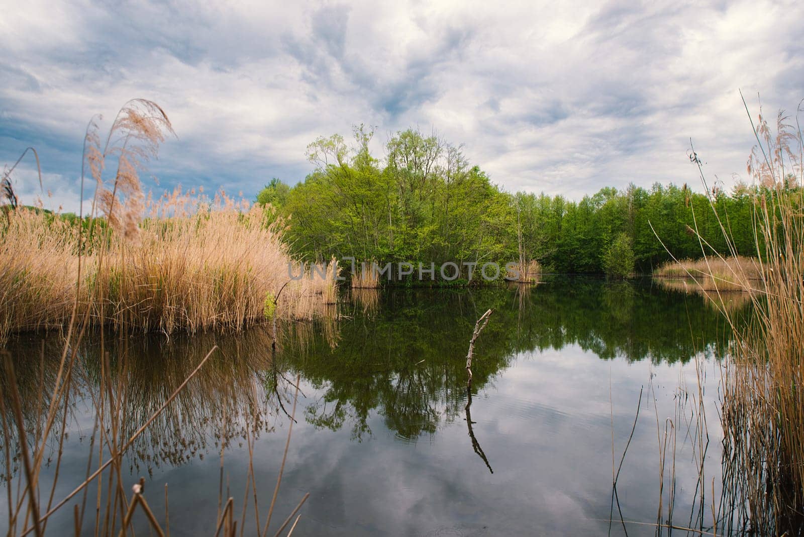 Wetland Haff Reimech in Luxembourg, swamp habitat, nature reserve and biotope, pond with reed