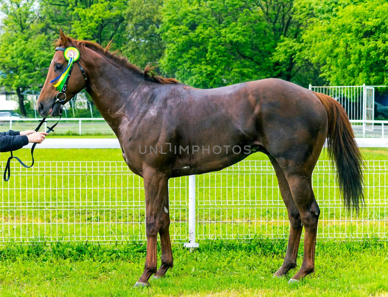 PYATIGORSK,RUSSIA - MAY 14,2023:Winner of the Trial Prize - a red stallion of purebred English breed Moon Raid.