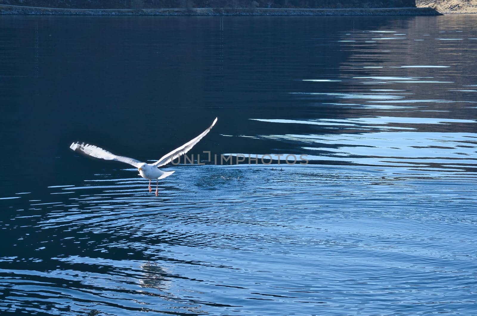 Seagulls takes off in the fjord in Norway. Water drops splash in dynamic movement of sea bird. Animal photo from Scandinavia