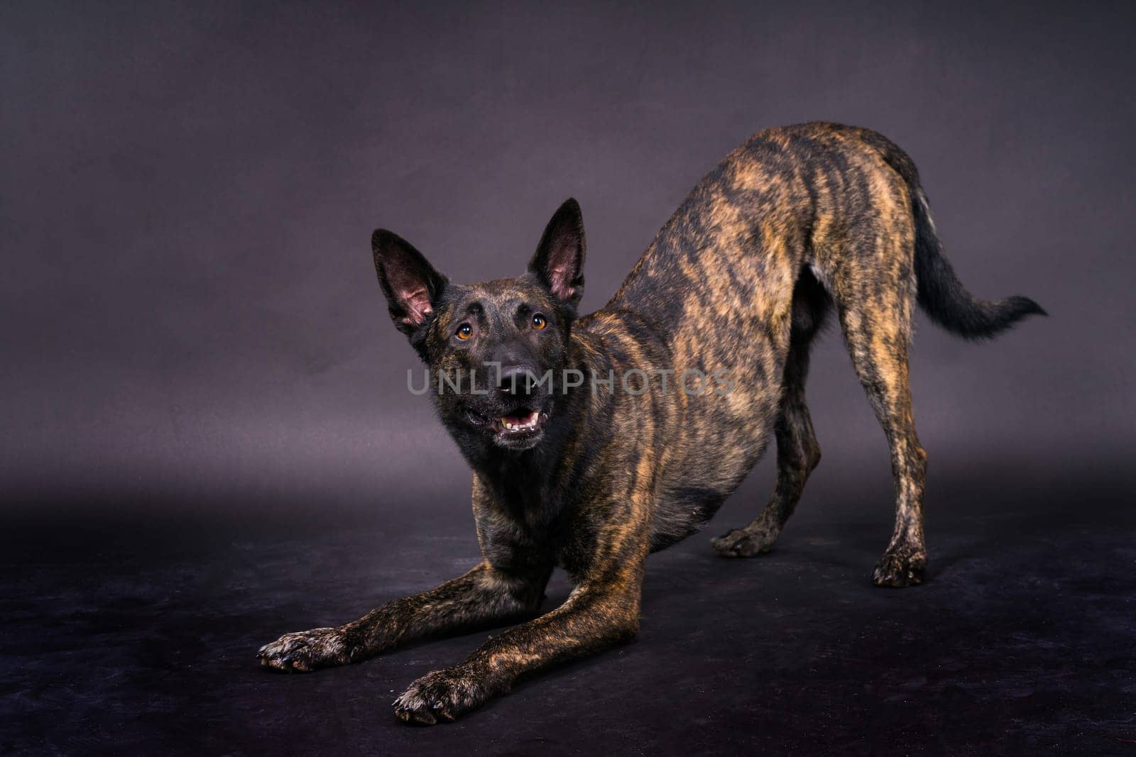 Dutch Shepherd Puppy Dog portrait in a studio closeup, dark background