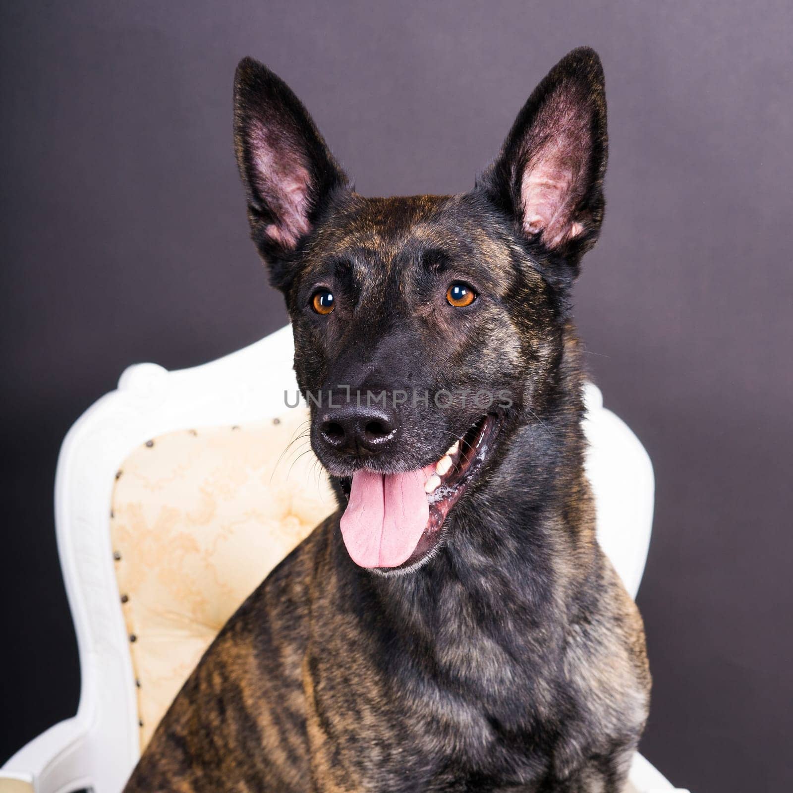 Dutch Shepherd Puppy Dog portrait in a studio closeup, dark background