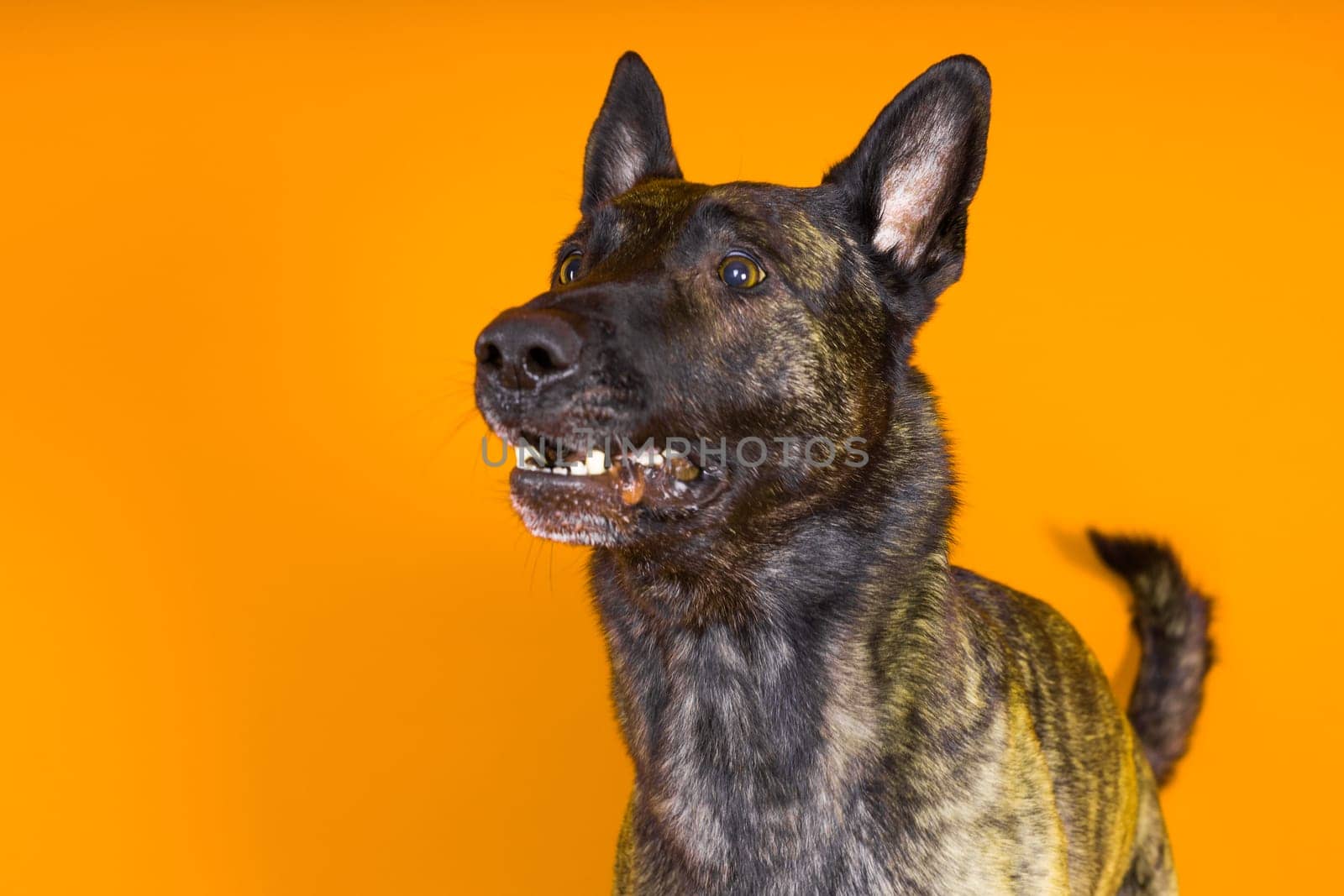 Dutch Shepherd Puppy Dog portrait in a studio closeup, dark background