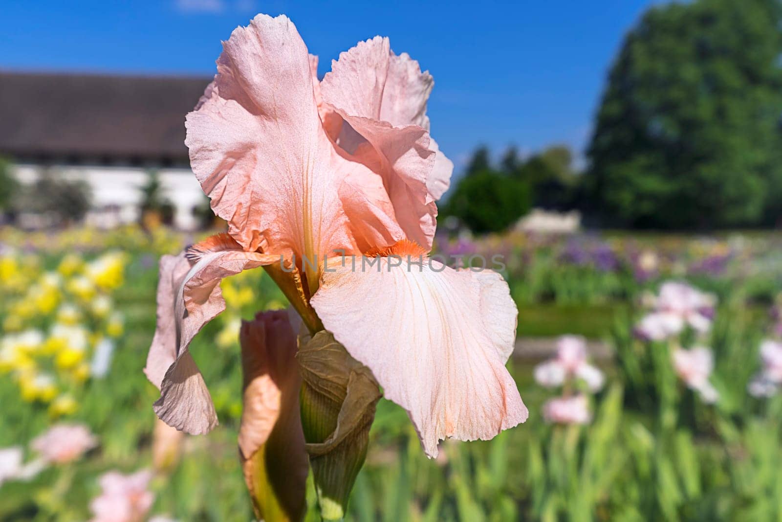 Iris germanica very big