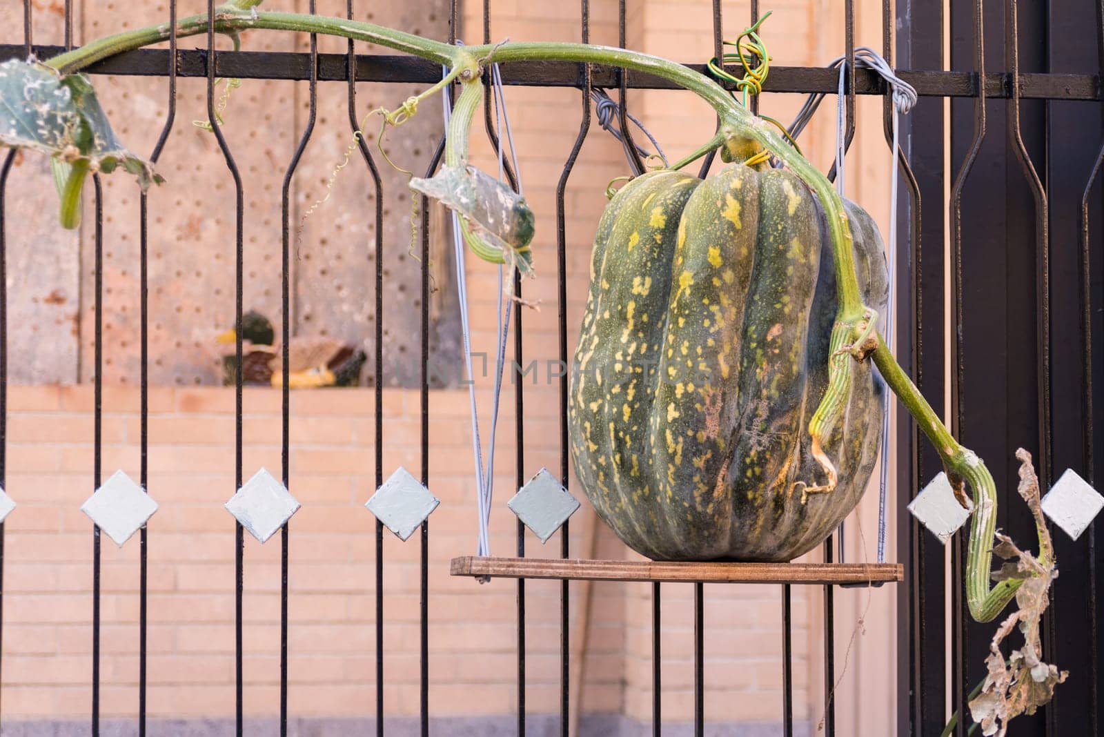 A Big pumpkin growing on a fence