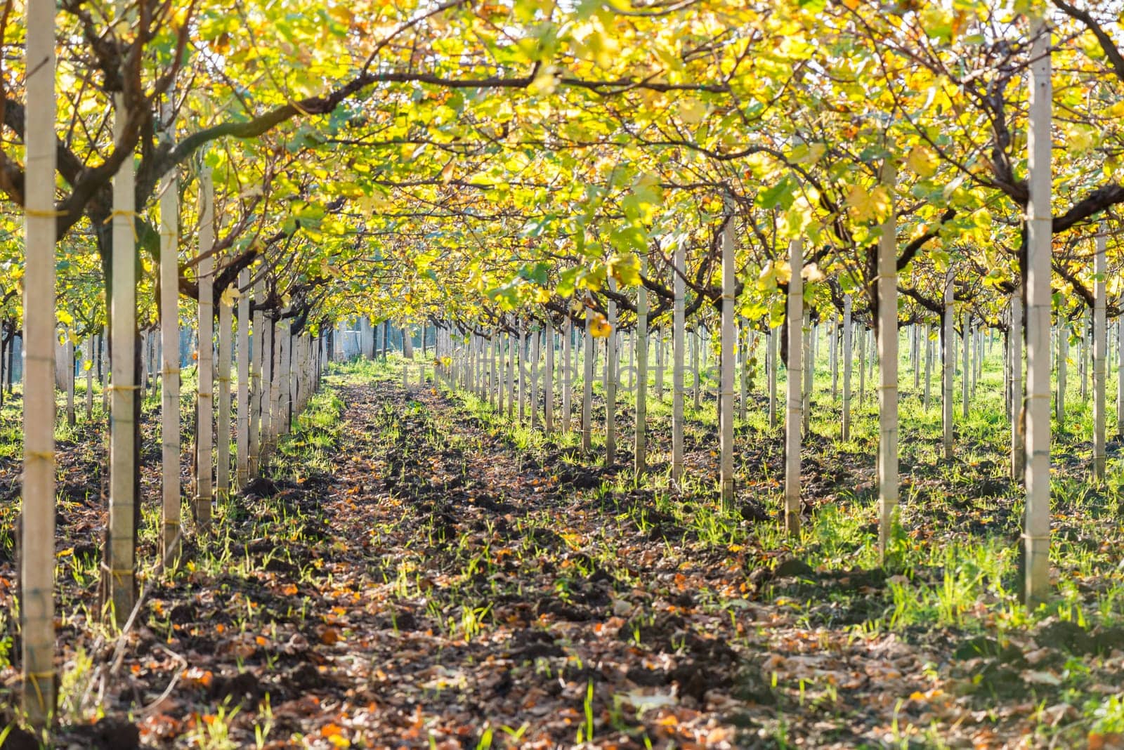 Vineyard in Italian countryside after the harvest