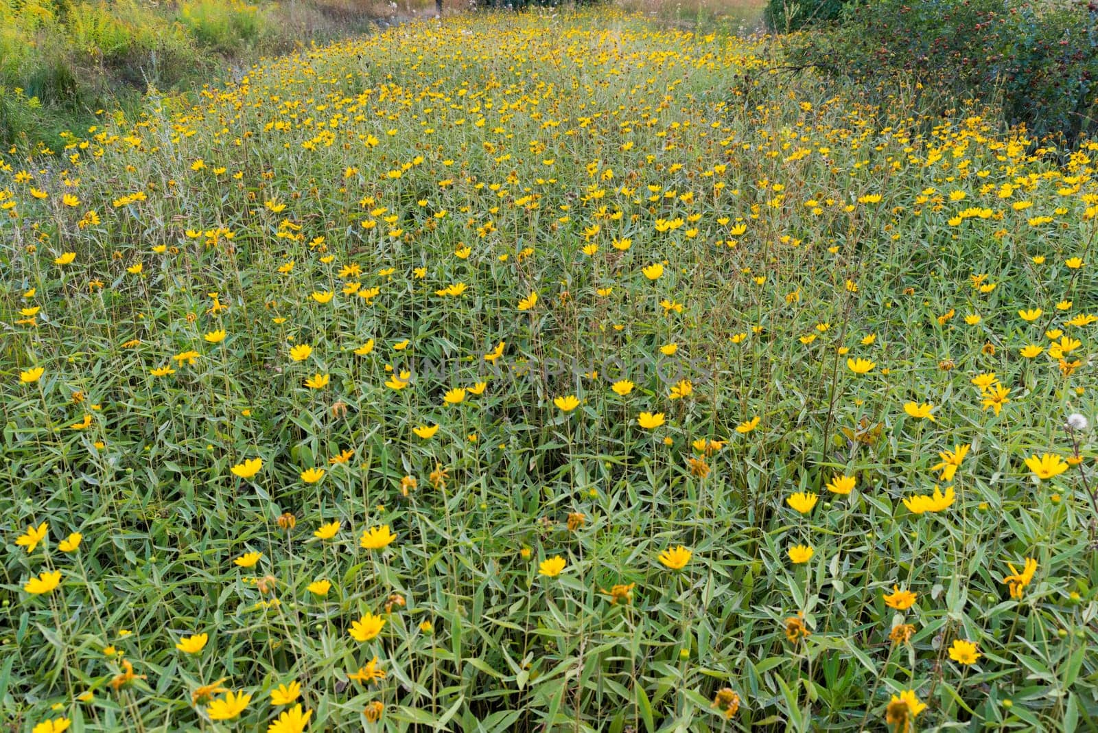 big field with yellow flowers in the city of kharkiv