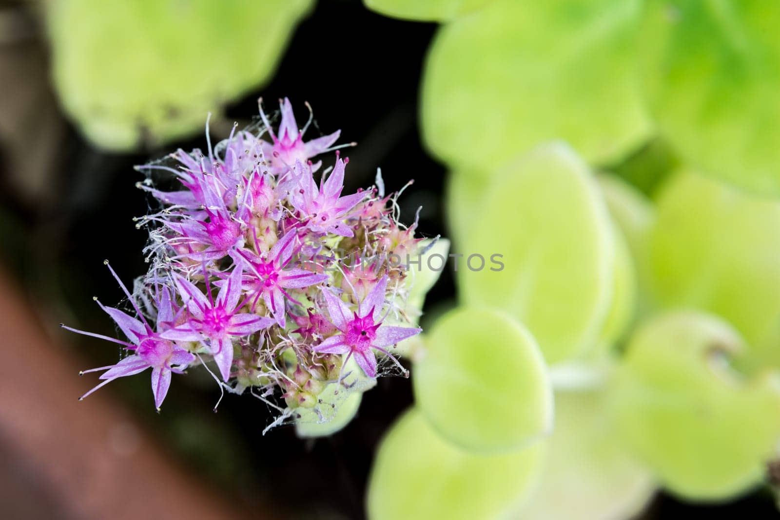 Nice macro magenta flower with green background