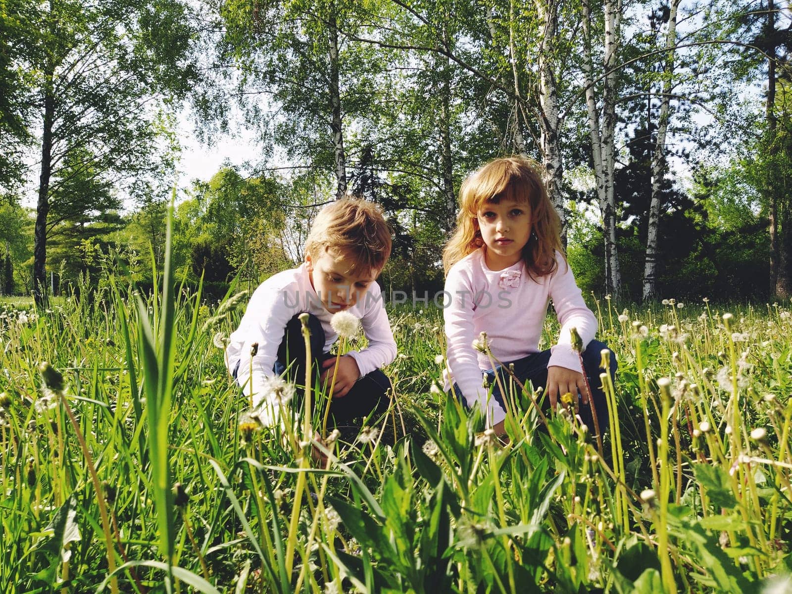 Boy and girl on the grass. Cute children gather meadow flowers and blow on dandelion seeds. Sister and brother are wearing white blouses and blue jeans. Girl looking at the camera, the boy bowed his head in explores something in the grass