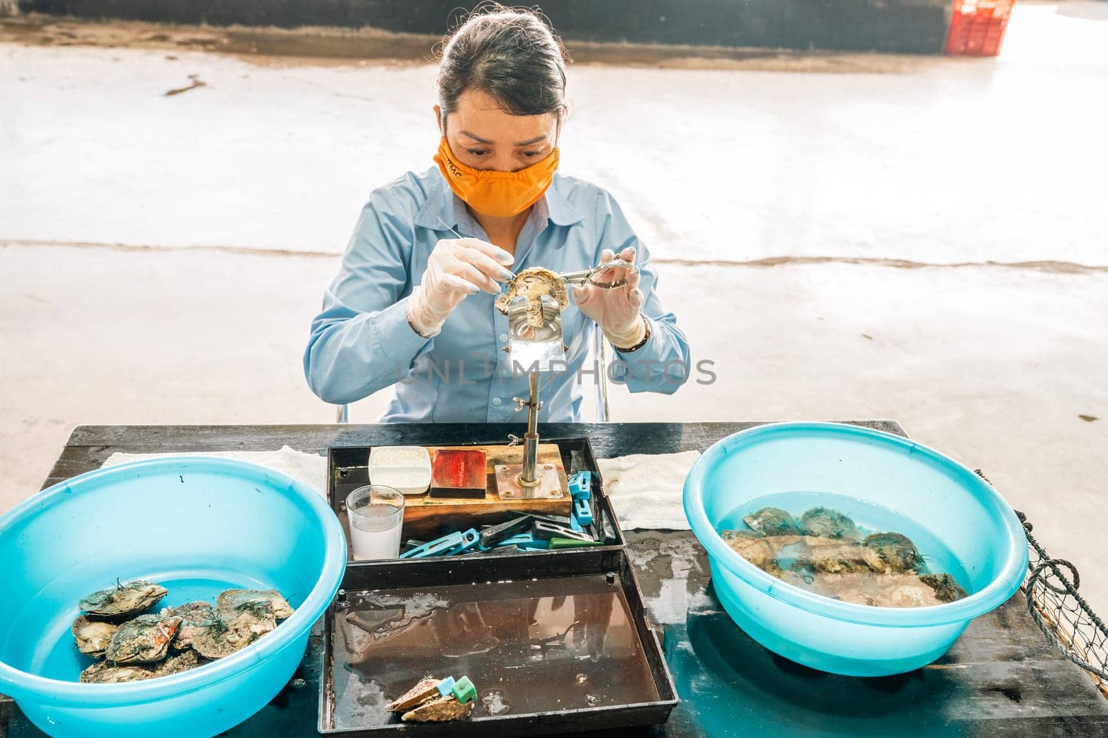 Ha Long City, Vietnam, November 16, 2022: A technician is implanting a bead into a pearl oyster in the process of growing cultured pearl near Ha Long City in Vietnam