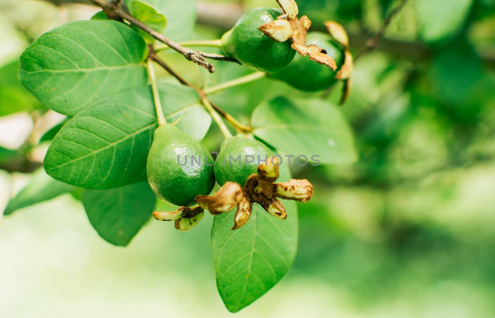 A pair of small growing guavas hanging on a branch, new guava harvest concept, Fresh guavas hanging on a branch on a sunny day