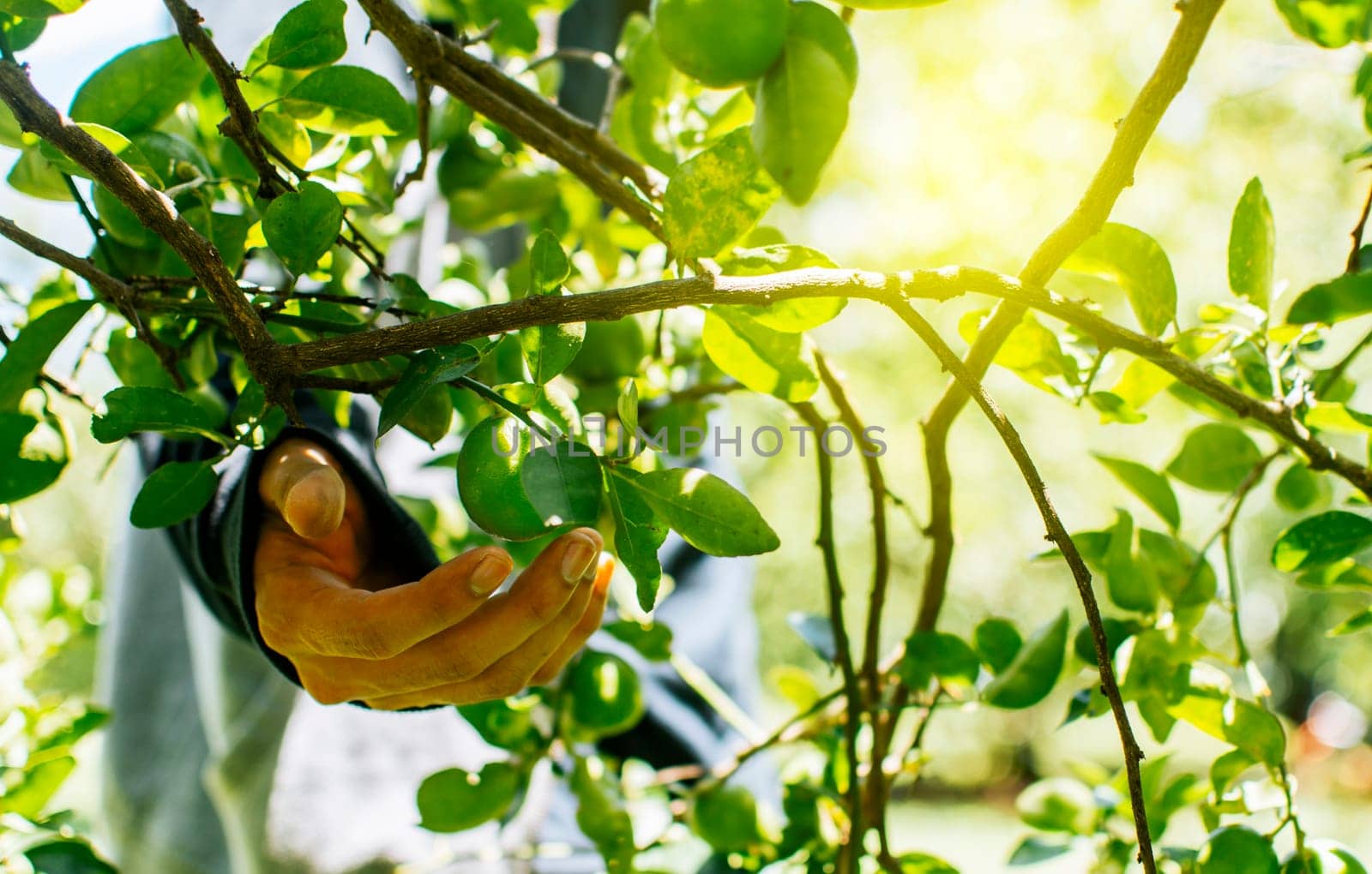 Hands of a person picking green lemons in a gardener, Person harvesting unripe lemons at a natural gardener. Concept of person picking lemons in the field