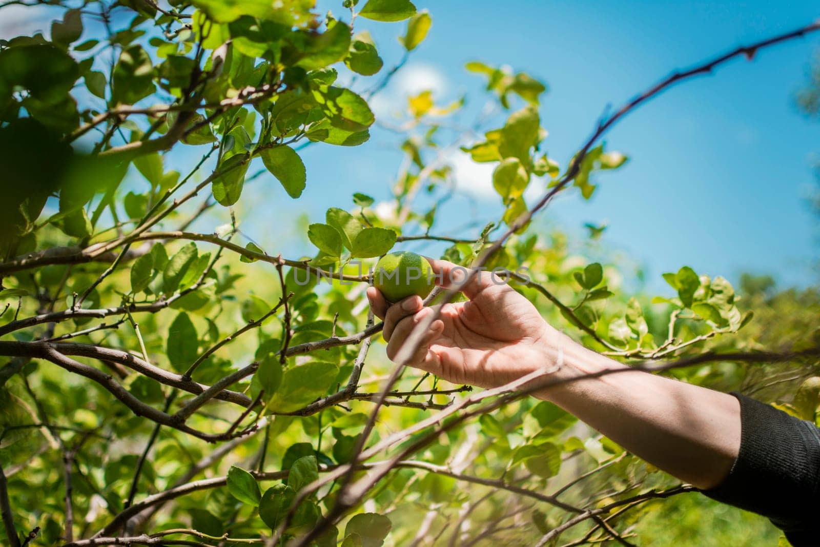 Hands of a person picking green lemons in a gardener, Person harvesting unripe lemons at a natural gardener. Concept of person picking lemons in the field
