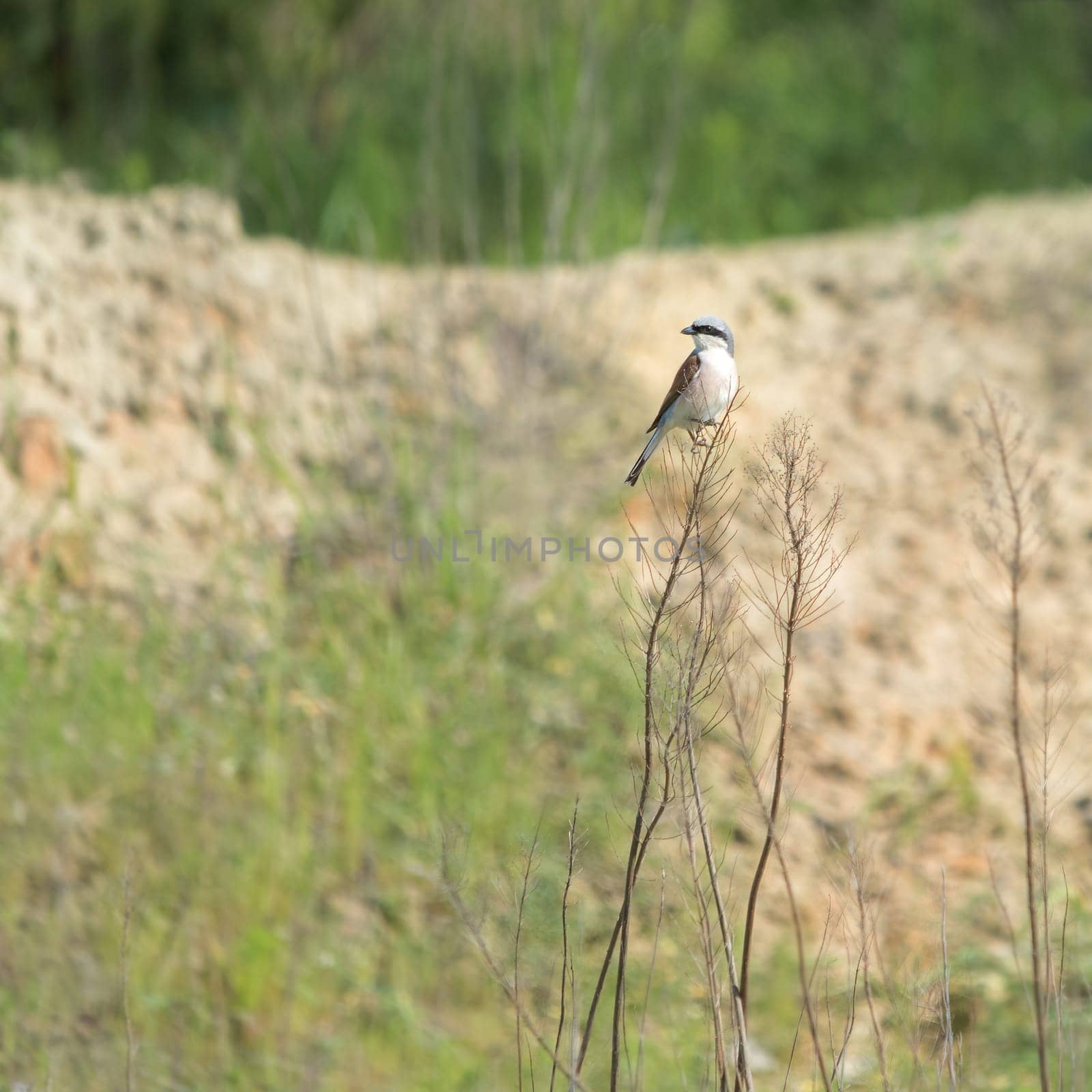 Red-backed shrike