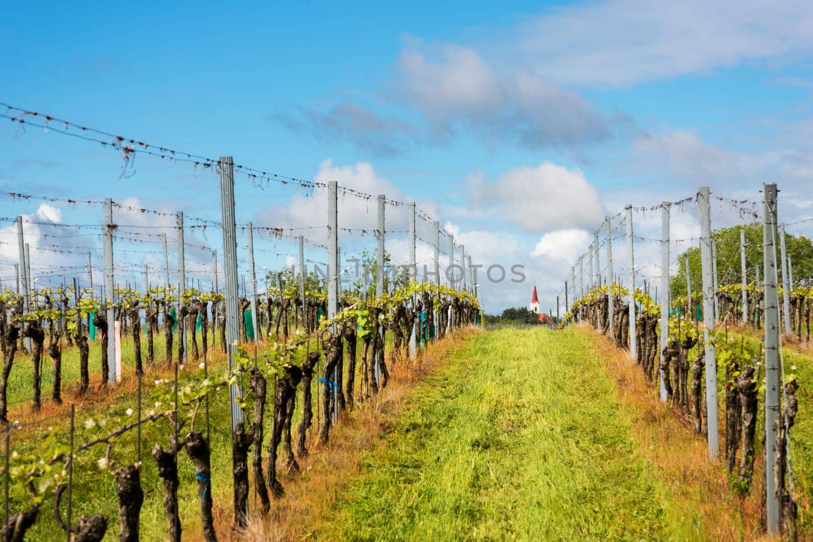 Rural landscape with vineyards and church in early spring