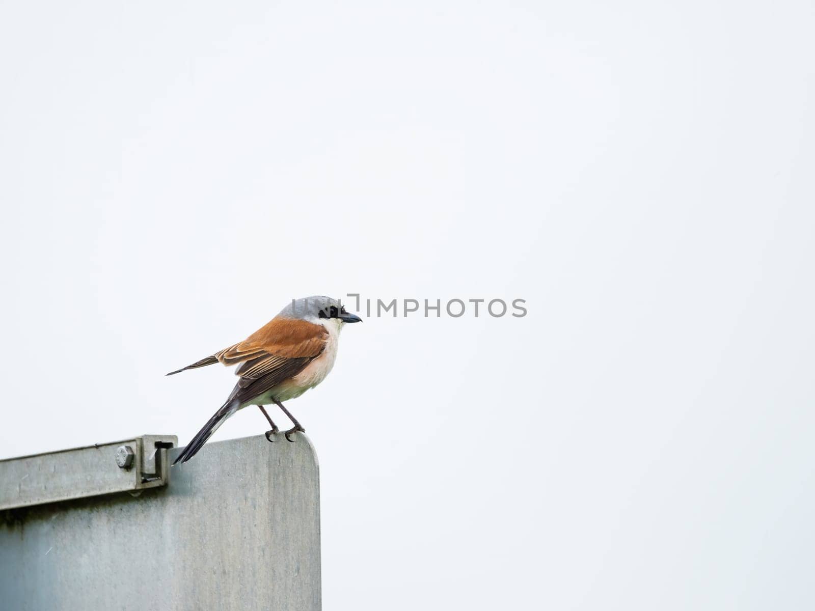 Portrait Red backed Shrike isolated on white