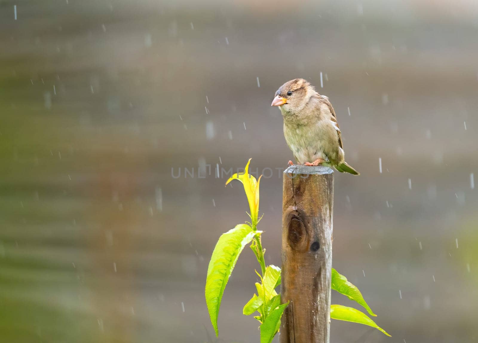 A wet sparrow bird sitting on a fence post in the rain.
