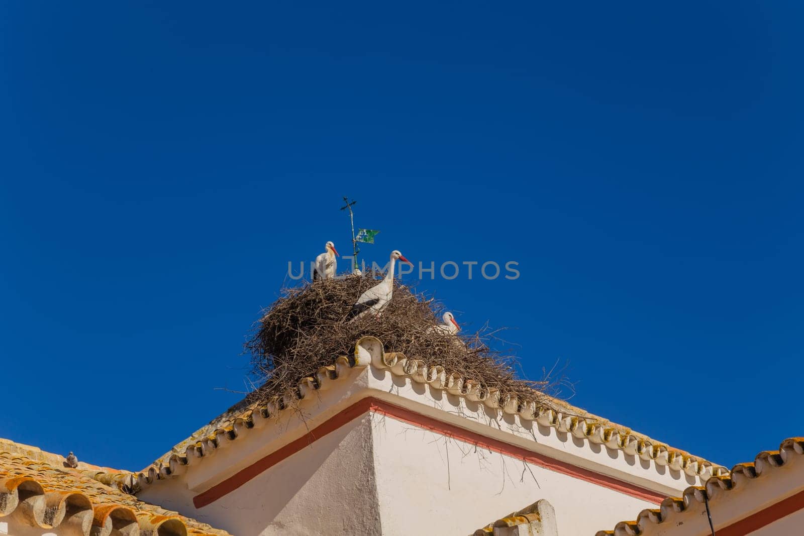 Storks in the nest at Extremadura, Spain