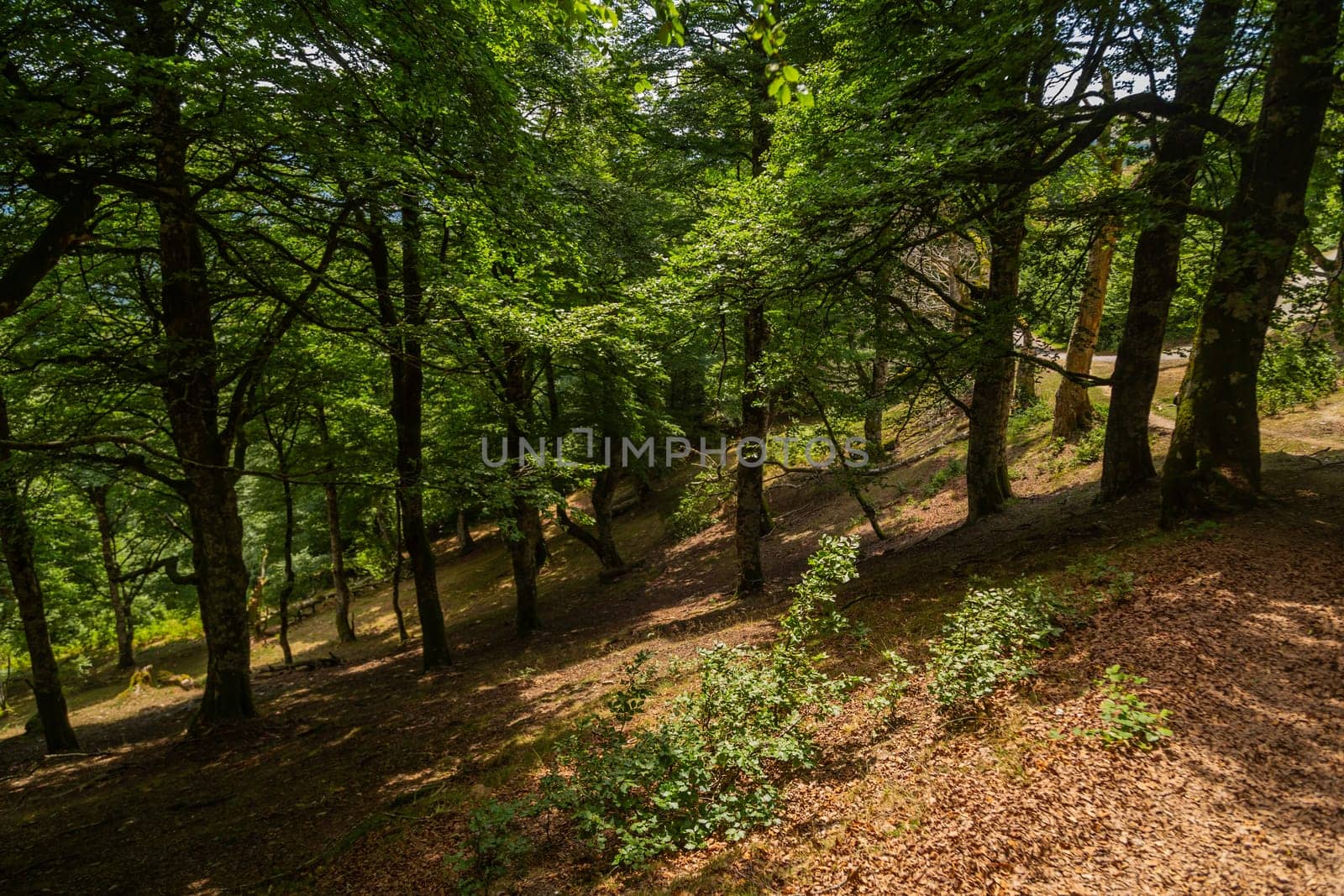 Path in the middle of the forest in northern Spain. Basque Country