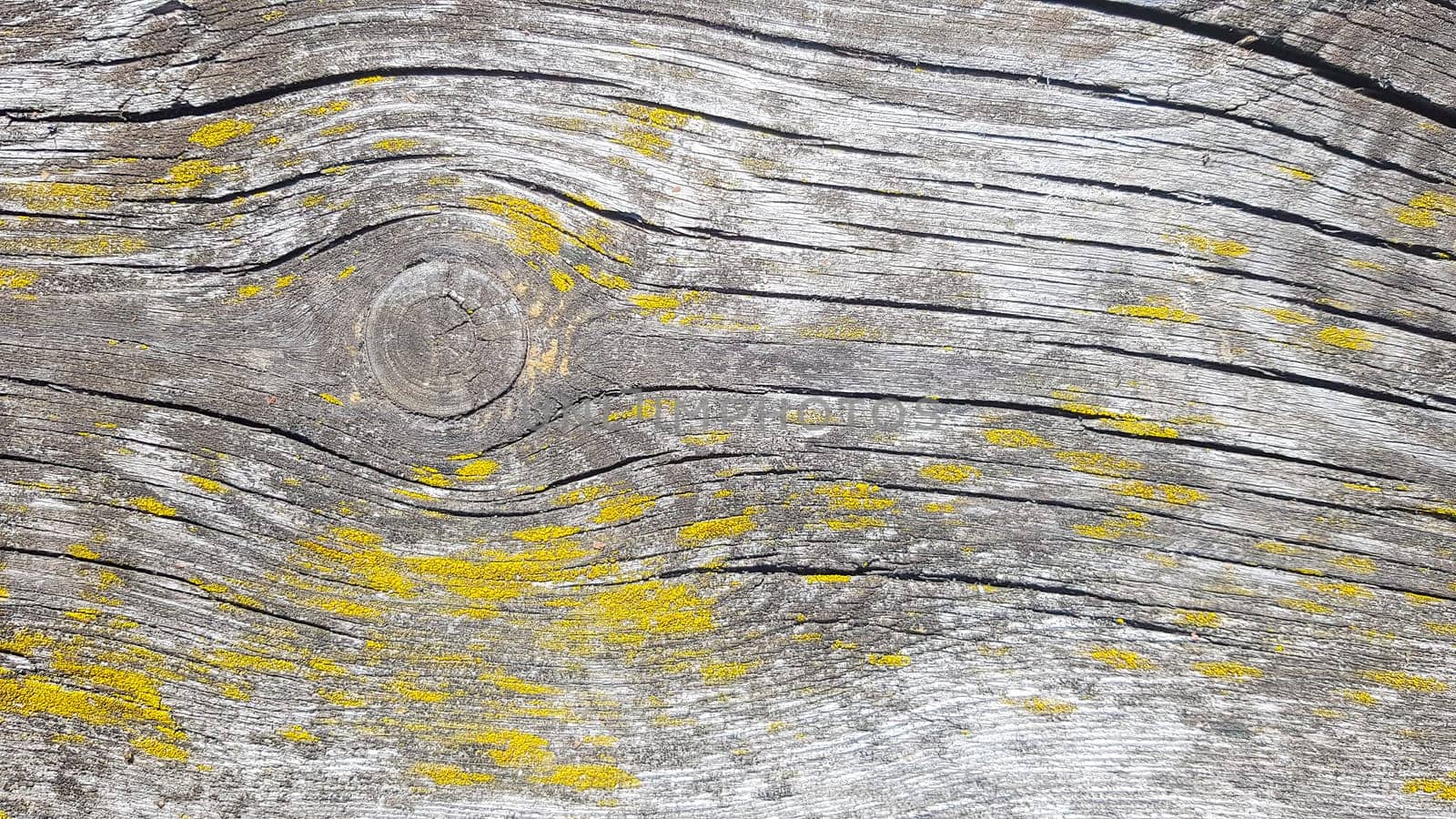 Old wooden background. Wood texture with natural pattern