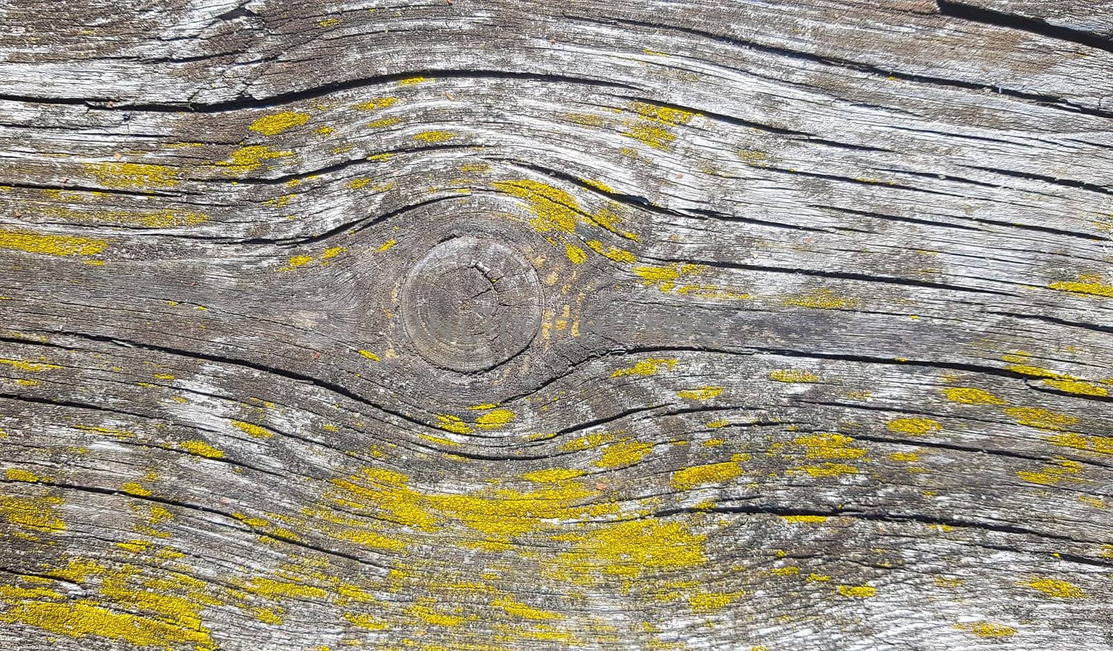 Old wooden background. Wood texture with natural pattern