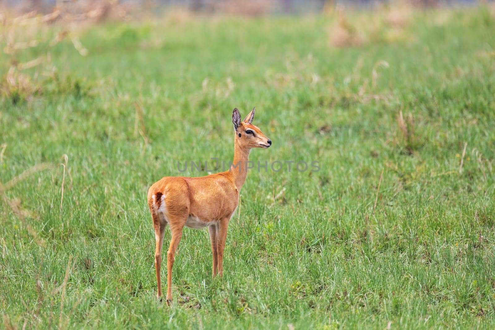 Swayne's hartebeest (Alcelaphus buselaphus swaynei) is an endangered endemic antelope native to Ethiopia in Senkelle Swayne's Hartebeest Sanctuary, Ethiopia, Africa wildlife